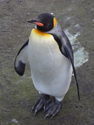 King Penguin.