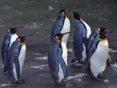 King Penguins And Emperor Penguin.