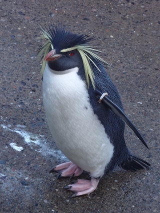 Northern Rockhopper Penguin.